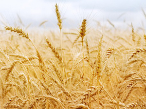 农民梦见小麦长势良好,是丰收预兆梦见麦子成熟,预示着会发财