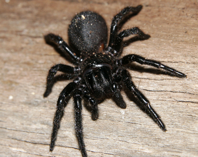 家里常见的黑蜘蛛图片